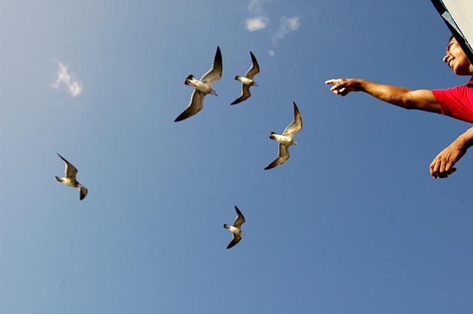 Ship crew feeding the seagulls along the way to Ometepe.