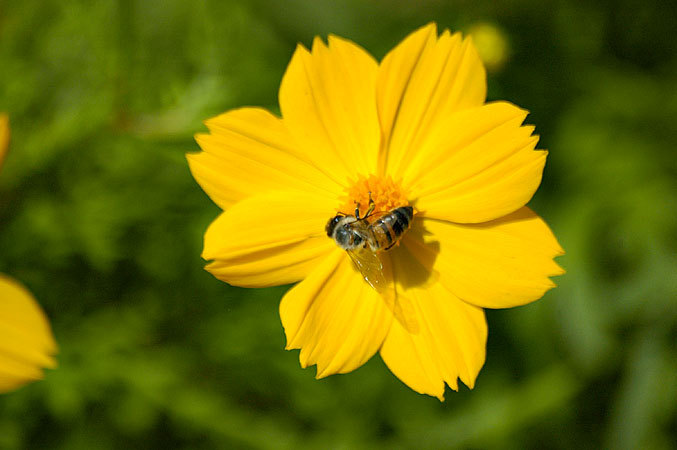Flower on Ometepe