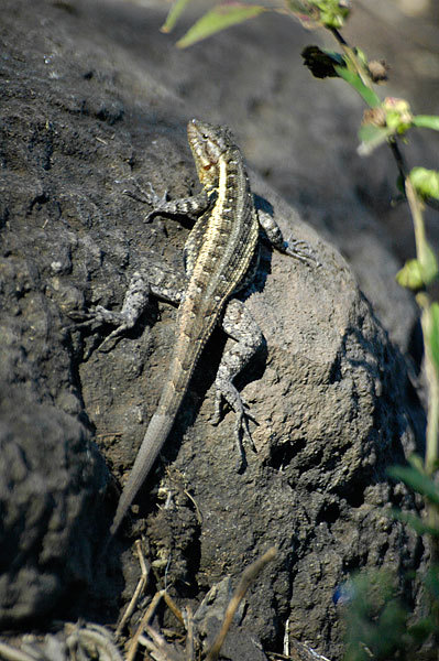 Lizard