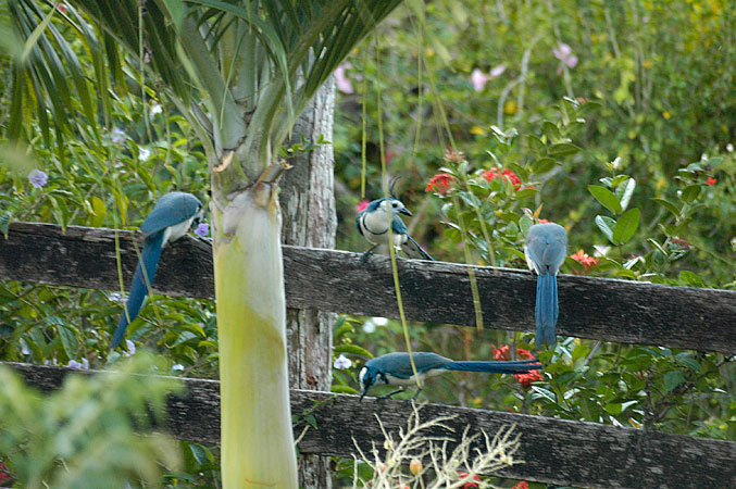 Blue birds at Finca (farm) Magdelena