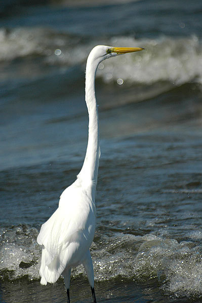 A heron at Playa Santo Domingo