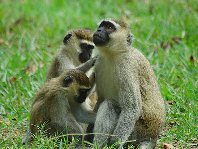 Monkeys are a mirror of human society.  Sometimes they are evil or mischevious, but they can also be very loving.