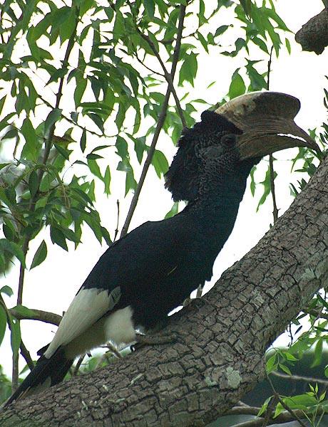 Black and white hornbill in Entebbe