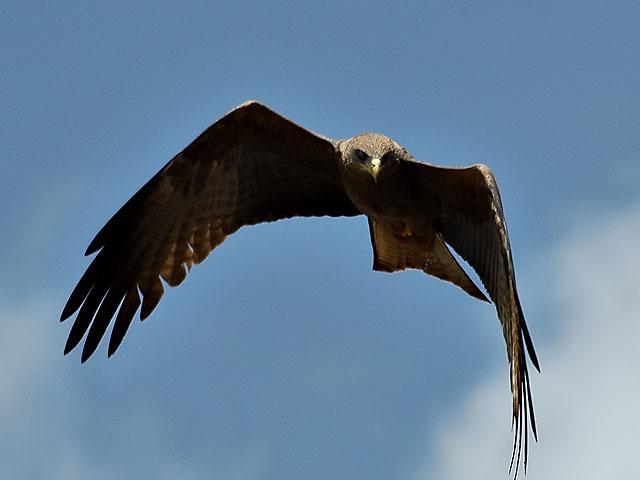 Birds of Omorate - Yellow Billed Kite