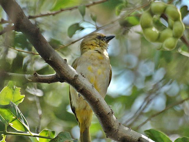 Birds of Omorate - Weaver