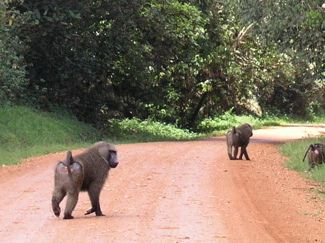 All through the countryside baboons slowly amble down the highways.
