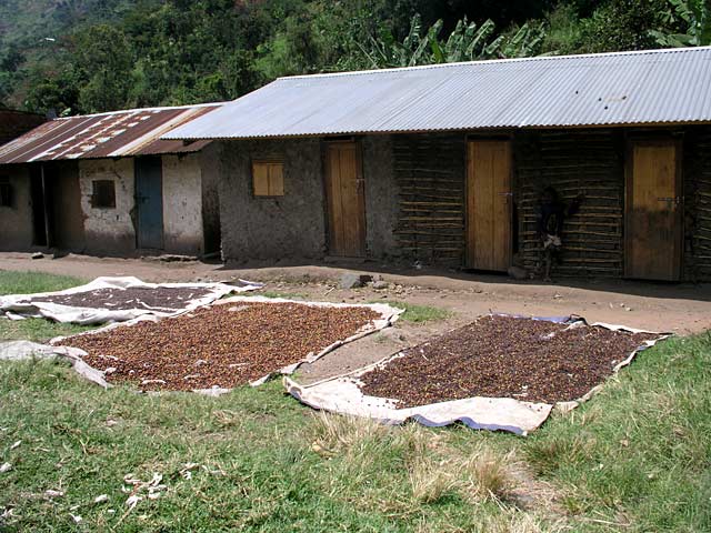 Coffee drying in Nyakalengija.  This coffee is packaged in huge bags and shipped off to the West.