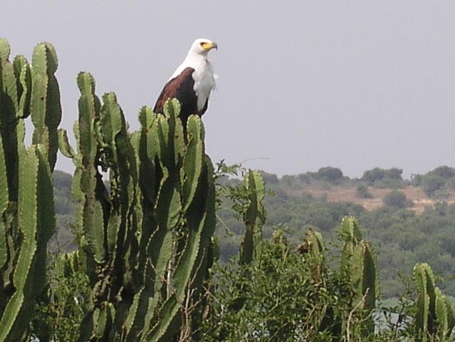 A majestic fish eagle in Queen Elizabeth Park