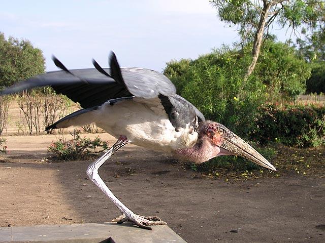 Marabou Stork - Knees aren't supposed to bend that way.