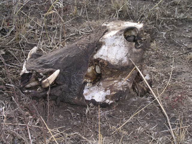 I failed to see any lions.  But I came across the week-old remains of a killed warthog.  You could smell the rotting flesh.
