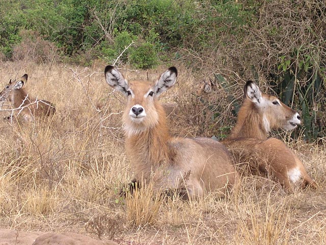 Queen Elizabeth Park - Waterbucks, with their overly cute heart-shaped noses.