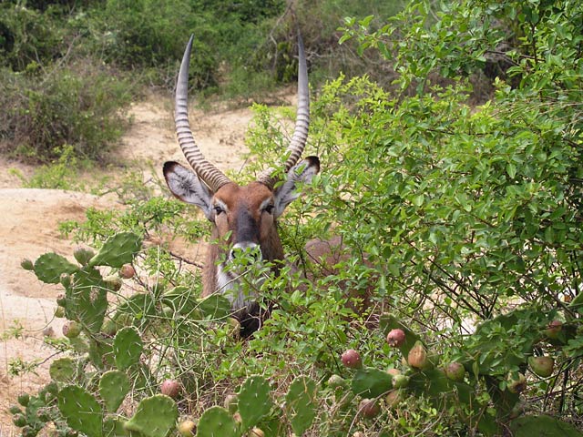 Queen Elizabeth Park - Waterbuck