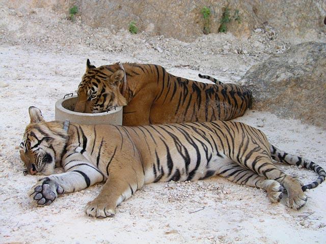 These tigers live in the wildlife rescue center at Wat Pha Luang Ta Bua.