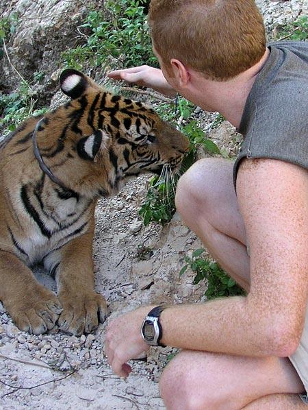 Nervously reaching out to pet the tiger.