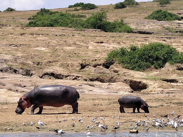 Queen Elizabeth Park - Hippos on land look like big, silly pigs.  But they are the most dangerous animals in Africa.