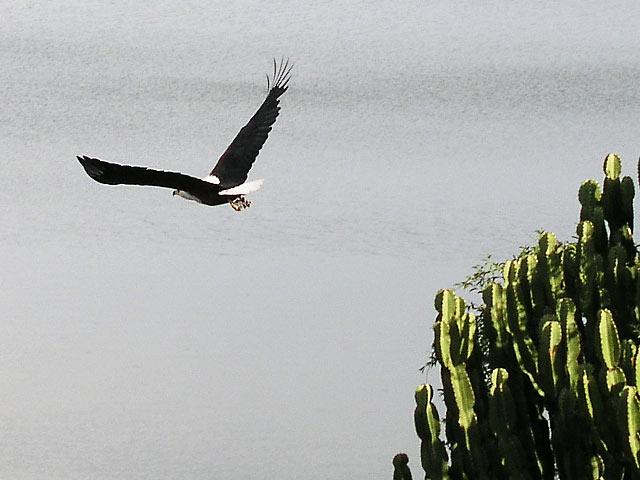 A majestic fish eagle in Queen Elizabeth Park