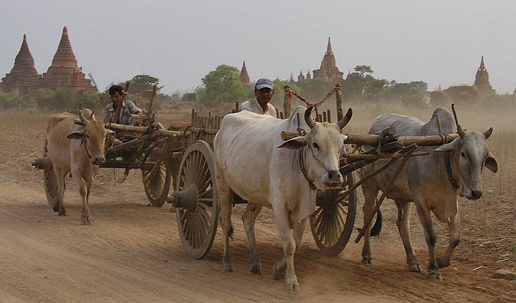 Ox carts in Bagan