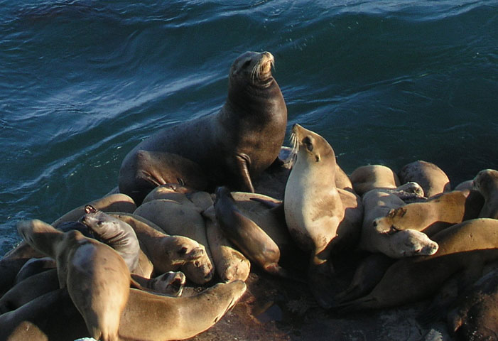 They've taken over a rock just next to the lighthouse.