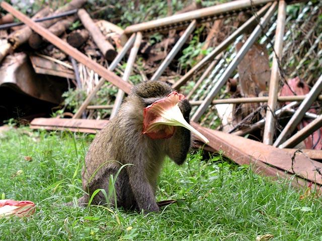 Vervet monkey hanging out at the Backpacker's Guesthouse in Kampala