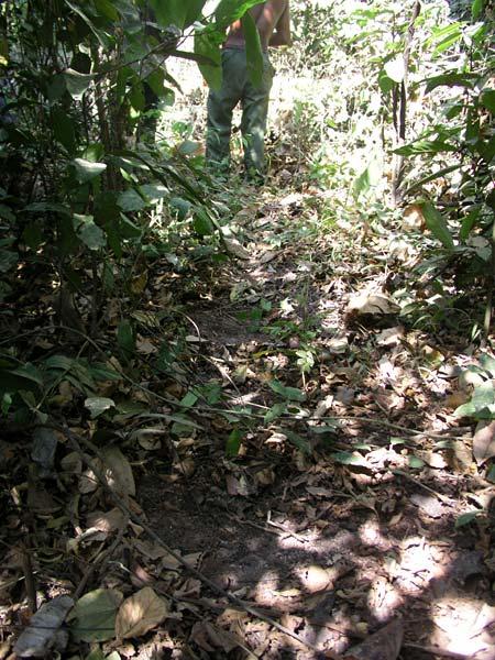 Once we left that path, our guide Akira, dug foot-sized holes for us to step in.  Again, you DO NOT step anywhere but in those holes. (You can see two of these foot-holes in this photo.  They're down the center of the photo; Spots where the dirt is exposed.)