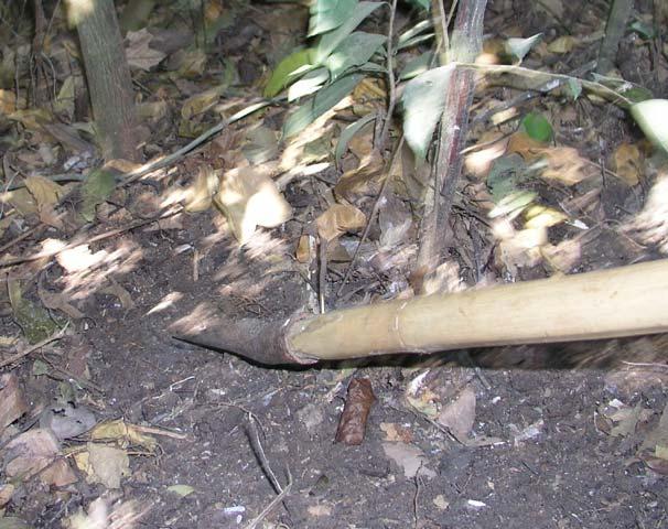Disarming a landmine - The Cambodian village method:  Step #1.  Poke around with a shovel until you find one.  Here is a mine that has just been uncovered.  Even once uncovered they are very difficult to see. (The shovel is touching the mine)