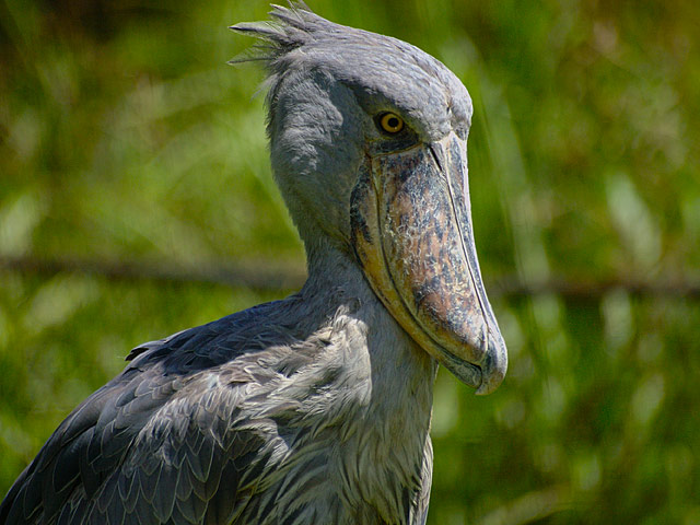 A shoebill stork at Entebbe Zoo