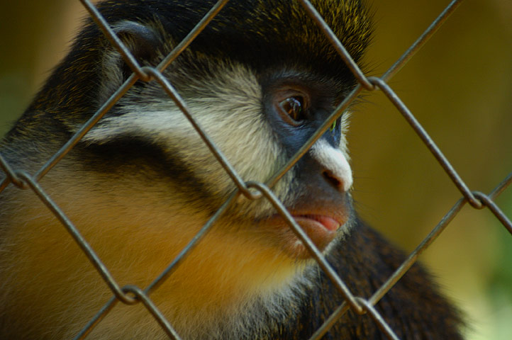 The Entebbe Zoo zoo rescues injured animals from poachers and injury.  But, some animals just don't belong in cages.  This red-tailed monkey was very lonley.