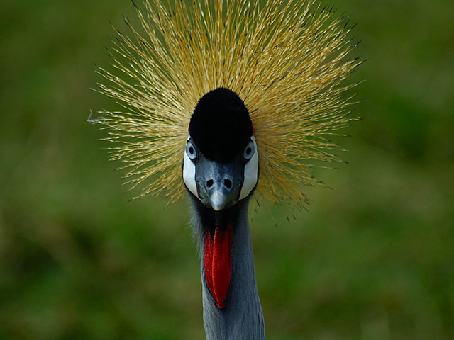 Uganda's National Symbol - the Crested Crane. Photo from the Entebbe Zoo.