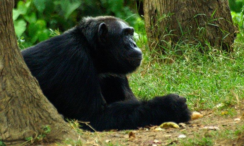 This chimpanzee seems to lie in contemplation which is quite a contrast to the sounds that they make.  The sound clip is from Kibale park; the photo from Entebbe zoo.