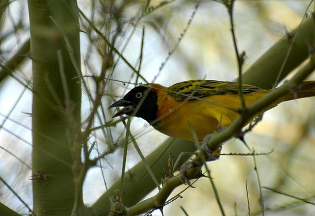 Birds of Omorate - Weaver