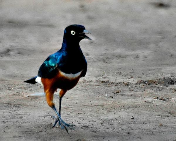 Birds of Omorate - Superb Starling