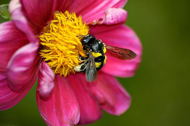 Bee on Flower - Addis Ababa