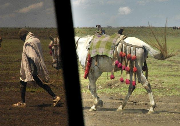 A traditionally decorated horse on the road to Bahar Dar.