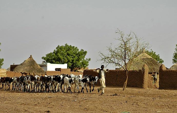 A boy leading some cattle through Metema; the small town on the border with Sudan.
