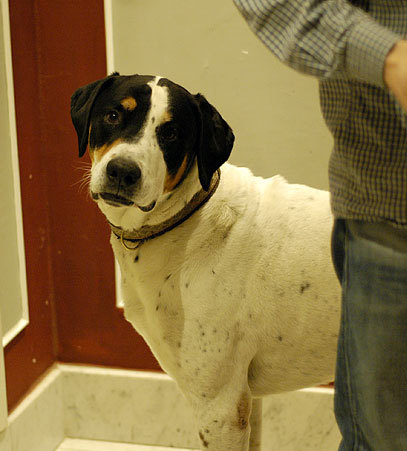 Torsten's Dog