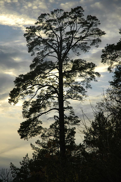 The silhouette of a tree outside of Stockholm.