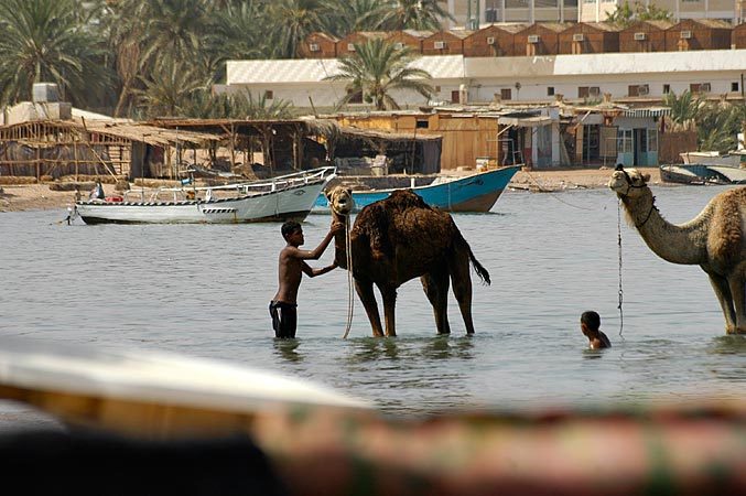 Washing the camels in Nuweiba.
