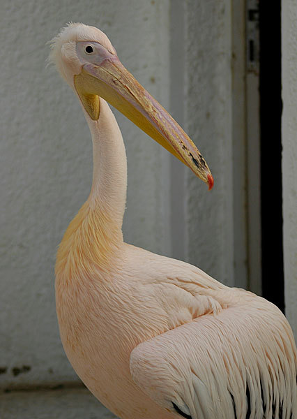 'Samira', the famous pink pelican of Nuweiba has been a pet at the El Sabaey hotel for years.  Now, half of the hotel has been decorated in her honor.