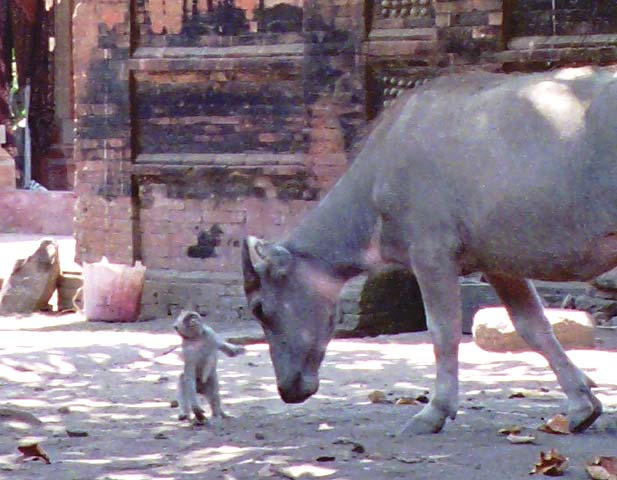 A cow shooing away a curious young monkey.