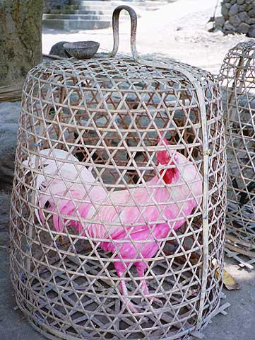 A chicken dyed pink in preparation for the big chicken fight.
