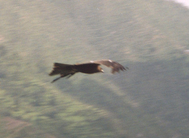 Hawk in flight