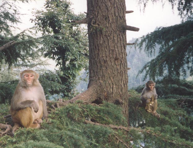 Monkeys