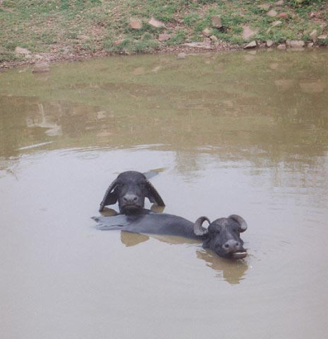 Waterbuffalo doing what waterbuffalo do - hanging out in the mud.  Classic facial expressions.