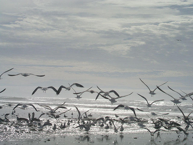 One of the many beach along Highway One between San Francisco and Santa Cruz.  