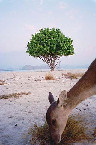 One of the tame deer of Kanawa.