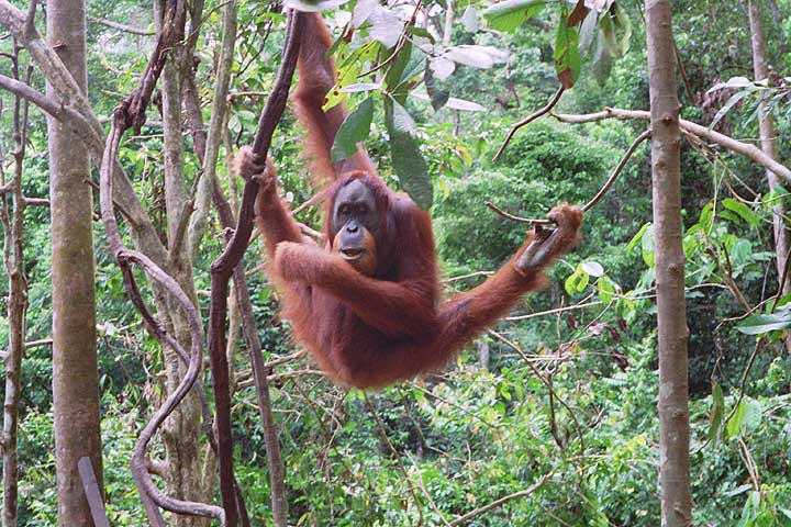 When the war in Afghanistan started, tourists fled Indonesia.  I stayed and had an amazing time.  I was the first tourist to visit the Orangutan feeding center in 5 days.