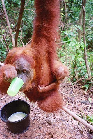 Orangutans