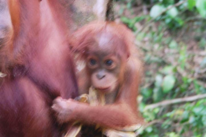 Orangutans