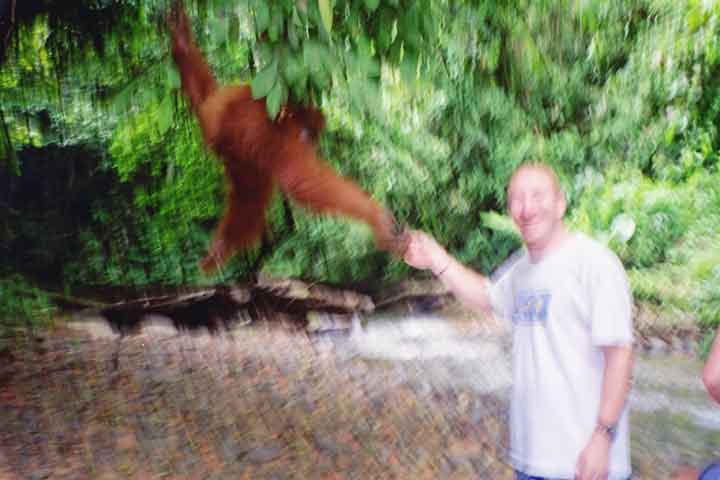 Orangutans
