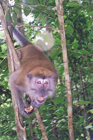A times they are cute, but monkeys are evil.